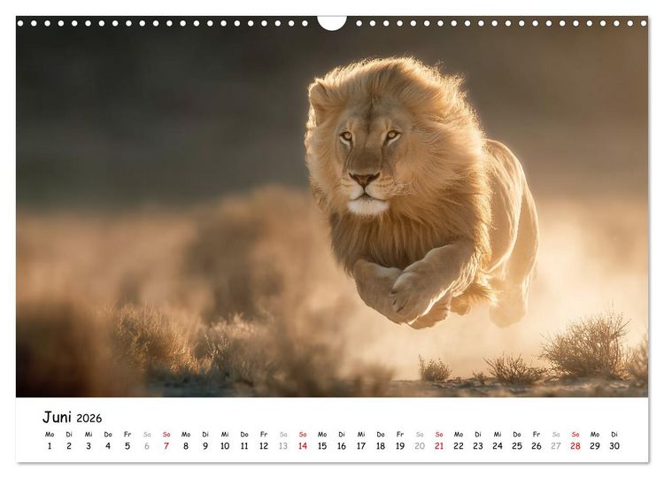 Produktbild: L&ouml;wen - Majest&auml;t der Wildnis (Wandkalender 2026 DIN A3 quer), CALVENDO Monatskalender
