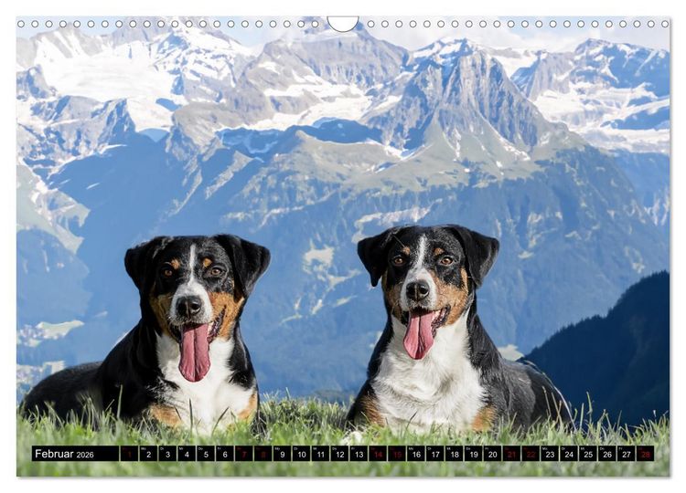 Produktbild: Appenzeller Sennenhunde - Fr&ouml;hliche Kameraden (Wandkalender 2026 DIN A3 quer), CALVENDO Monatskalender