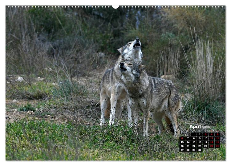Produktbild: Willkommen Wolf (hochwertiger Premium Wandkalender 2026 DIN A2 quer), Kunstdruck in Hochglanz