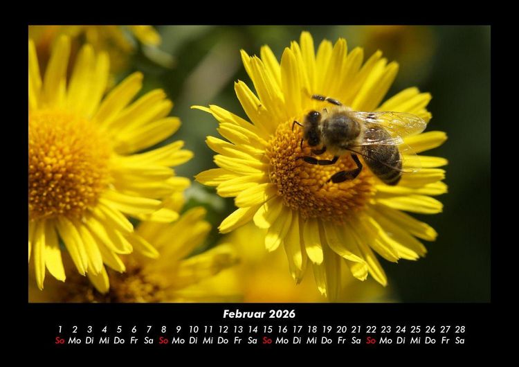 Produktbild: Bien 2026 Fotokalender DIN A3