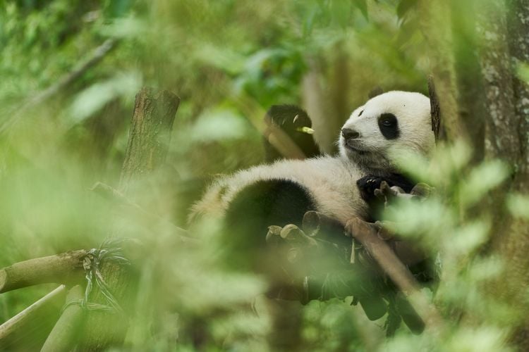 Produktbild: Moon - Der Panda