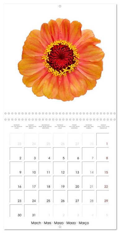 Produktbild: Beautiful Zinnias (Wall Calendar 2026 12 &times; 12 Inch) CALVENDO 12 Month Wall Calendar