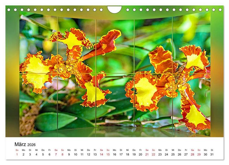 Produktbild: Orchideen Bildergalerie (Wandkalender 2026 DIN A4 quer), CALVENDO Monatskalender