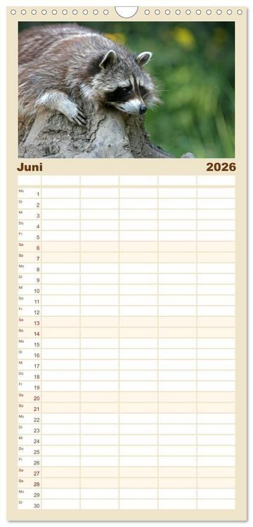 Produktbild: Familienplaner 2026 - Waschb&auml;ren mit 5 Spalten (Wandkalender, 21 x 45 cm) CALVENDO