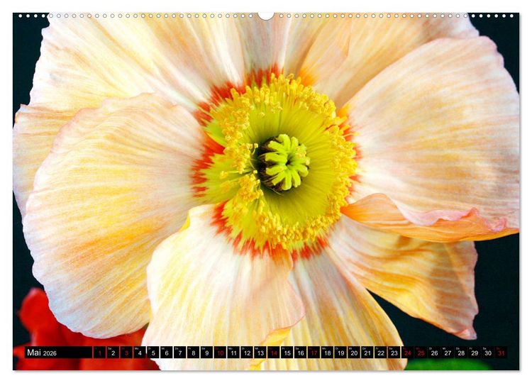 Produktbild: Mohnbl&uuml;ten-Portr&auml;ts (Wandkalender 2026 DIN A2 quer), CALVENDO Monatskalender