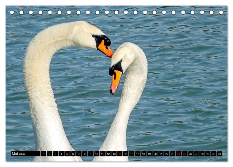 Produktbild: V&ouml;gel im Fokus - Ausdrucksstarke Vielfalt in der Vogelwelt (Tischkalender 2026 DIN A5 quer), CALVENDO Monatskalender