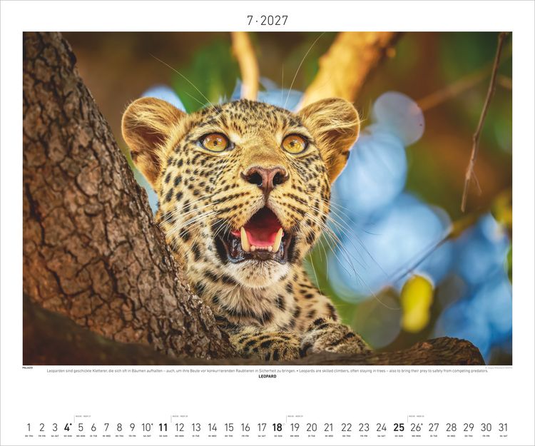 Produktbild: Hautnah - Afrikas Wildnis 2027