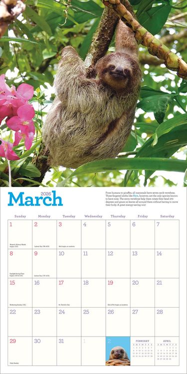 Produktbild: Original Sloths Wall Calendar 2026