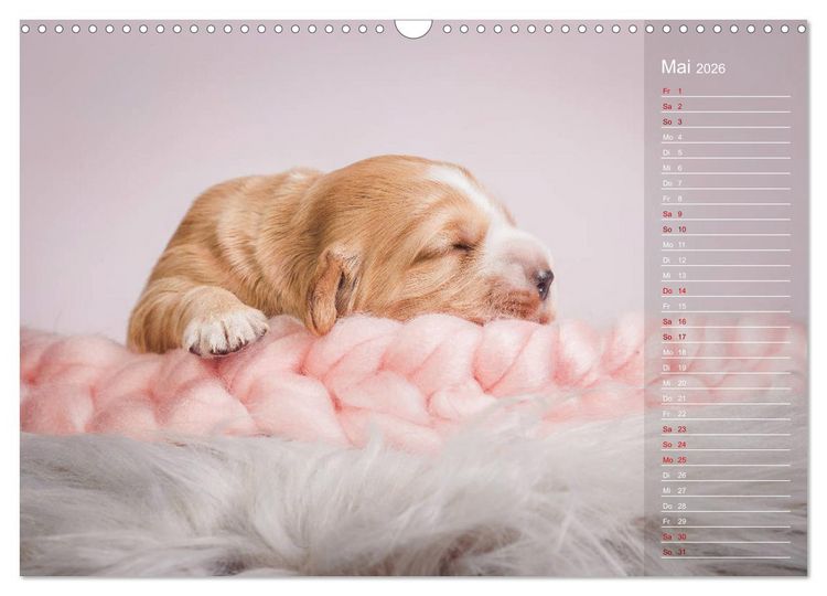 Produktbild: Englische Cocker Spaniel Welpen (Wandkalender 2026 DIN A3 quer), CALVENDO Monatskalender