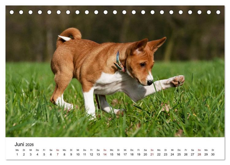 Produktbild: S&uuml;&szlig;e Basenji-Kinder (Tischkalender 2026 DIN A5 quer), CALVENDO Monatskalender