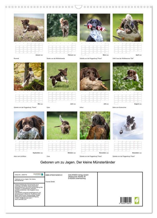 Produktbild: Geboren um zu Jagen. Der kleine M&uuml;nsterl&auml;nder (Wandkalender 2026 DIN A2 hoch), CALVENDO Monatskalender