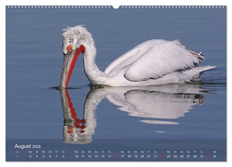 Produktbild: Pelikan-Kalender (hochwertiger Premium Wandkalender 2026 DIN A2 quer), Kunstdruck in Hochglanz
