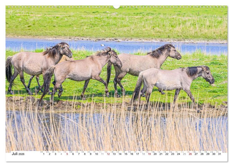 Produktbild: Ein Herz f&uuml;r Wildpferde (hochwertiger Premium Wandkalender 2026 DIN A2 quer), Kunstdruck in Hochglanz