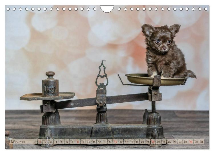 Produktbild: Chihuahua-Babys - Amy und Angel im Studio (Wandkalender 2026 DIN A4 quer), CALVENDO Monatskalender