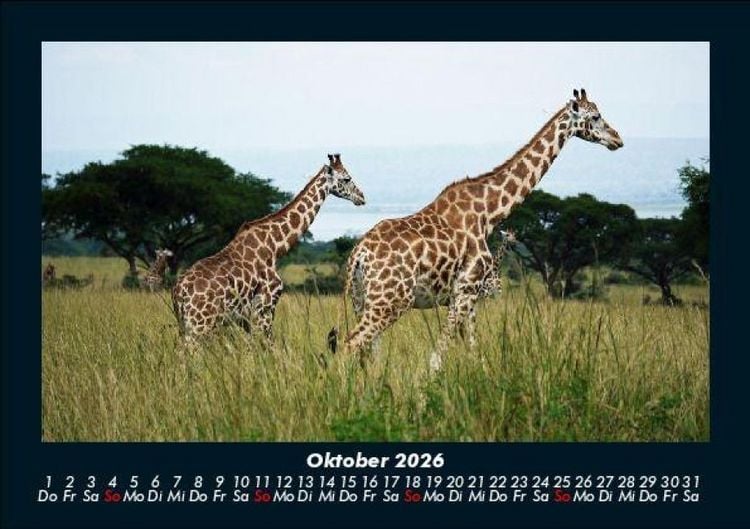 Produktbild: Tiere in der Wildnis 2026 Fotokalender DIN A5
