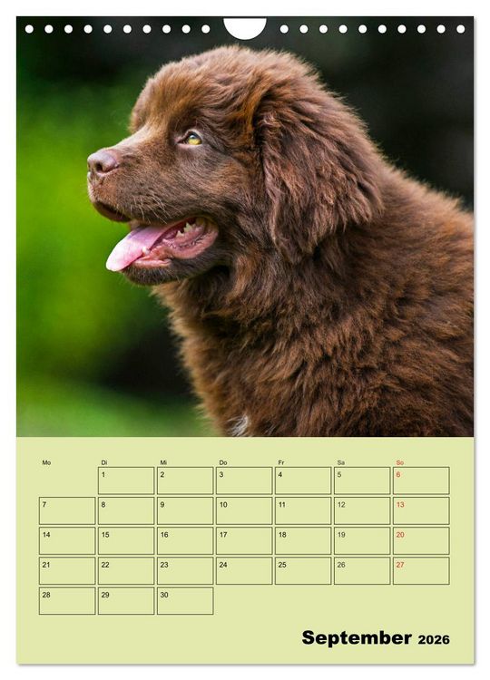 Produktbild: B&auml;rige Freunde - Familienplaner Brauner Neufundl&auml;nder (Wandkalender 2026 DIN A4 hoch), CALVENDO Monatskalender