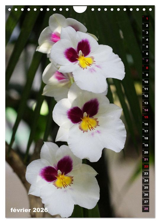 Produktbild: Miracle floral l'orchid&eacute;e (Calendrier mural 2026 DIN A4 horizontal), CALVENDO calendrier mensuel