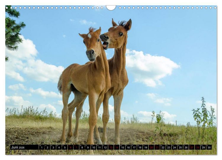 Produktbild: Fohlen entdecken die Welt (Wandkalender 2026 DIN A3 quer), CALVENDO Monatskalender
