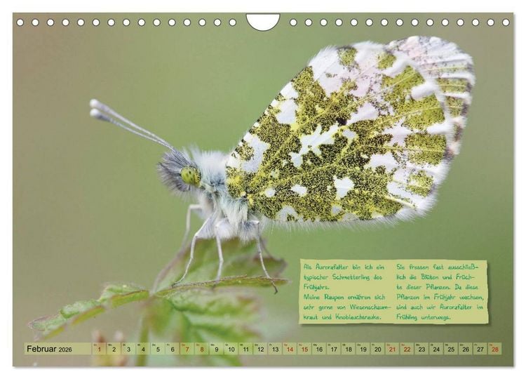 Produktbild: GEOclick Lernkalender: Steckbriefe einheimischer Schmetterlinge (Wandkalender 2026 DIN A4 quer), CALVENDO Monatskalender