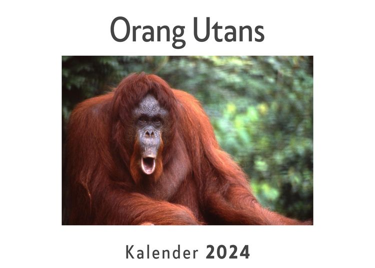 Produktbild: Orang Utans (Wandkalender 2024, Kalender DIN A4 quer, Monatskalender im Querformat mit Kalendarium, Das perfekte Geschenk)