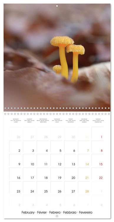 Produktbild: Les champignons - Un monde merveilleux (Calendrier mural carr&eacute; 2026 30x30 cm) Calendrier double avec une page pour vos prises de notes