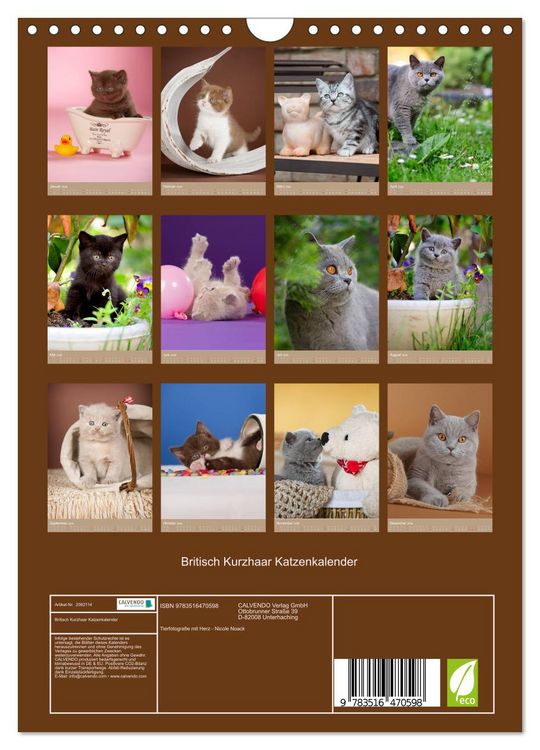 Produktbild: Britisch Kurzhaar Katzenkalender (Wandkalender 2026 DIN A4 hoch), CALVENDO Monatskalender
