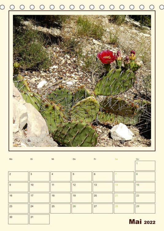 Produktbild: Wilde Kakteen Amerikas (Tischkalender 2022 DIN A5 hoch)