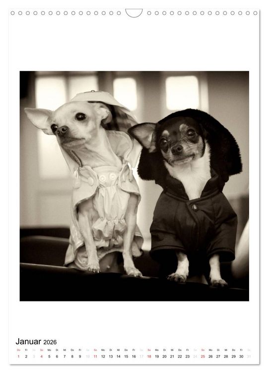 Produktbild: CHIHUAHUA CHIC Photos Marion Koell (Wandkalender 2026 DIN A3 hoch), CALVENDO Monatskalender