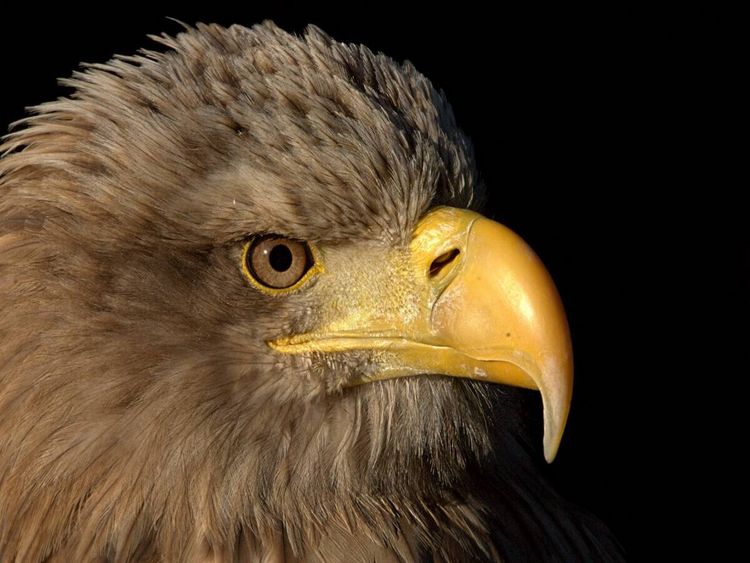 Produktbild: CALVENDO Puzzle Greifv&ouml;gel - Seeadler | 1000 Teile Lege-Gr&ouml;&szlig;e 64x48cm Foto-Puzzle f&uuml;r gl&uuml;ckliche Stunden