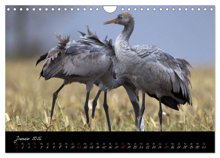 Produktbild: Kraniche - V&ouml;gel des Gl&uuml;cks (Wandkalender 2026 DIN A4 quer), CALVENDO Monatskalender