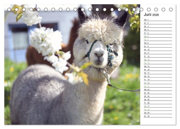 Produktbild: Alpakas im Paradies (Tischkalender 2026 DIN A5 quer), CALVENDO Monatskalender