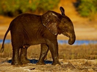 Produktbild: CALVENDO Puzzle Junger Elefant in Botswana | 1000 Teile Lege-Gr&ouml;&szlig;e 64x48cm Foto-Puzzle f&uuml;r gl&uuml;ckliche Stunden