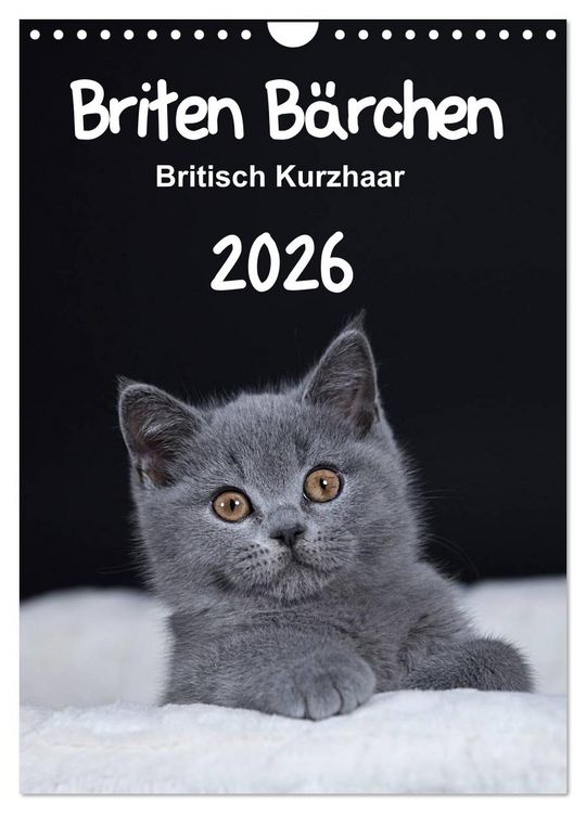 Produktbild: Briten B&auml;rchen &ndash; Britisch Kurzhaar 2026 (Wandkalender 2026 DIN A4 hoch), CALVENDO Monatskalender