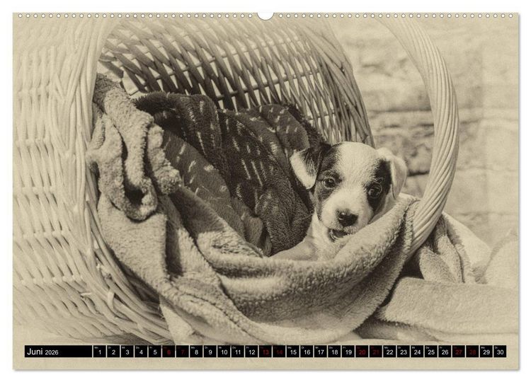 Produktbild: Parson Jack Russel Welpen (Wandkalender 2026 DIN A2 quer), CALVENDO Monatskalender