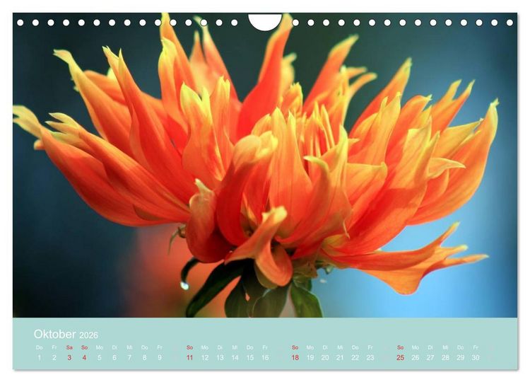 Produktbild: Dahlien (Wandkalender 2026 DIN A4 quer), CALVENDO Monatskalender