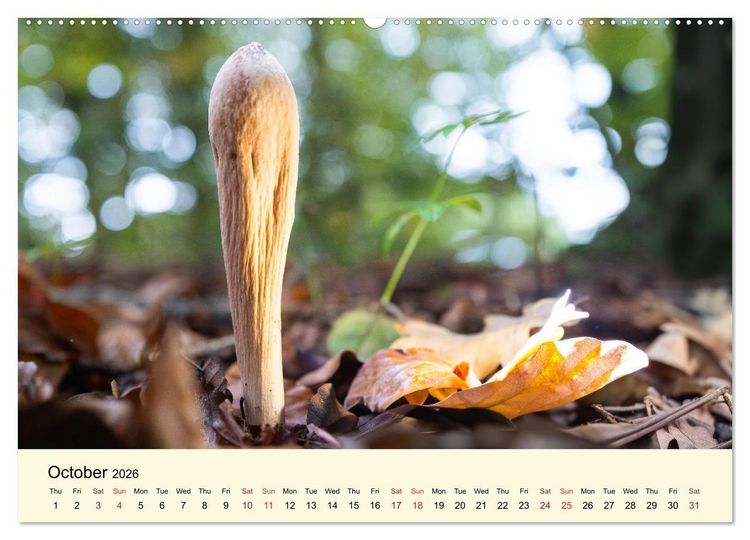 Produktbild: Whispers Beneath the Forest's Moss Mushrooms (Wall Calendar 2026 DIN A2 landscape), CALVENDO 12 Month Wall Calendar