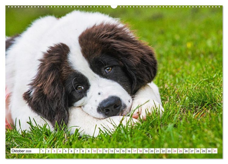 Produktbild: Traumhund Landseer (hochwertiger Premium Wandkalender 2026 DIN A2 quer), Kunstdruck in Hochglanz