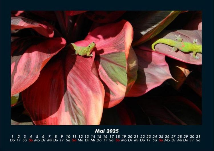Produktbild: Pflanzen und Bl&uuml;ten 2025 Fotokalender DIN A4