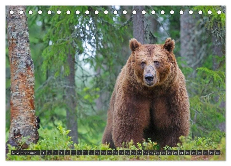 Produktbild: Magie des Augenblicks - B&auml;ren in nordischen W&auml;ldern (Tischkalender 2027 DIN A5 quer), CALVENDO Monatskalender