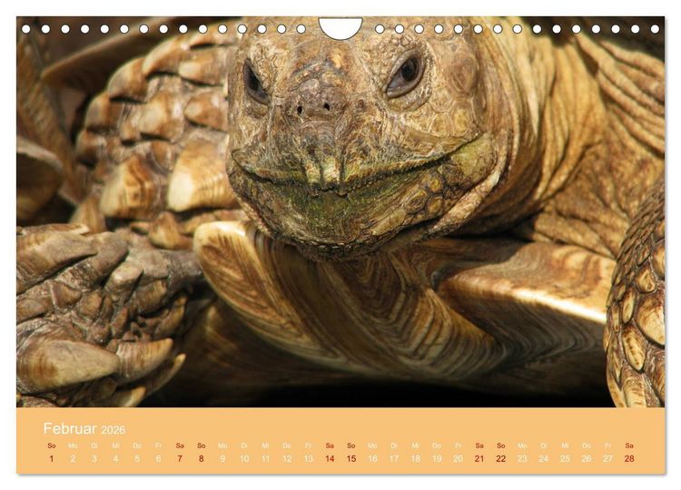 Produktbild: Landschildkr&ouml;ten (Wandkalender 2026 DIN A4 quer), CALVENDO Monatskalender