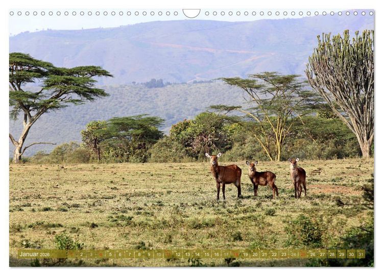 Produktbild: Traumlandschaften Kenia (Wandkalender 2026 DIN A3 quer), CALVENDO Monatskalender