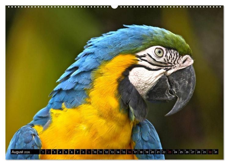 Produktbild: Regenwald &bull; Tiere im Dschungel (hochwertiger Premium Wandkalender 2026 DIN A2 quer), Kunstdruck in Hochglanz