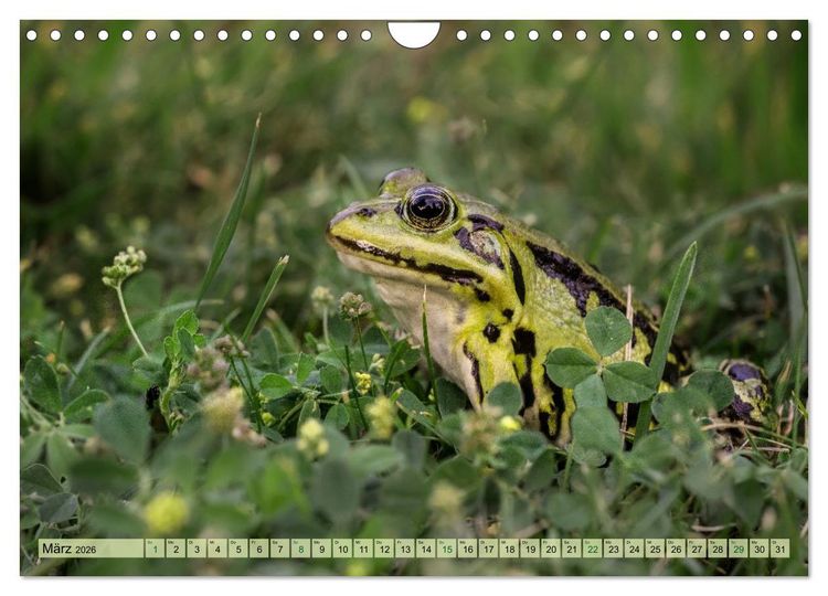 Produktbild: Fr&ouml;hliche Fr&ouml;sche (Wandkalender 2026 DIN A4 quer), CALVENDO Monatskalender