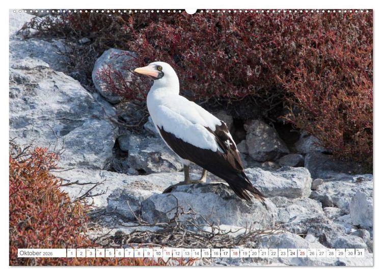 Produktbild: Galapagos. Verzauberte Inseln (Wandkalender 2026 DIN A2 quer), CALVENDO Monatskalender