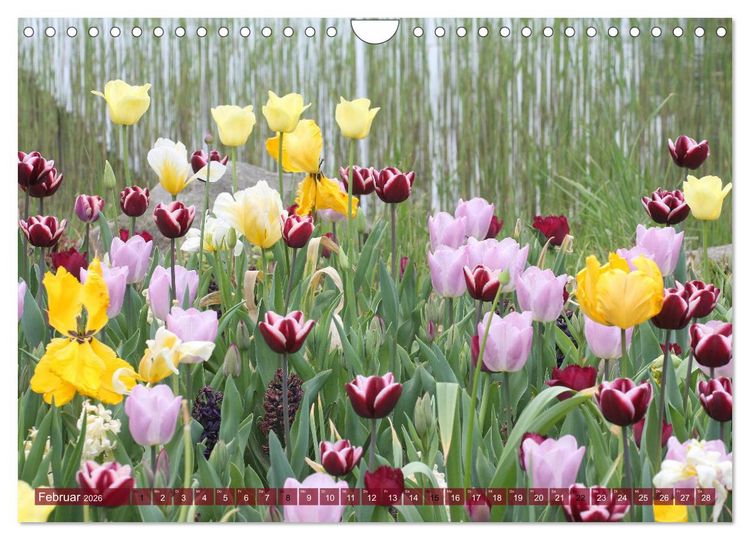 Produktbild: Im Tulpengarten (Wandkalender 2026 DIN A4 quer), CALVENDO Monatskalender