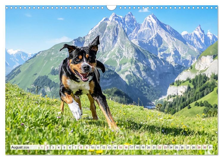 Produktbild: Gro&szlig;e Schweizer - Gigantische Sennenhunde (Wandkalender 2026 DIN A3 quer), CALVENDO Monatskalender