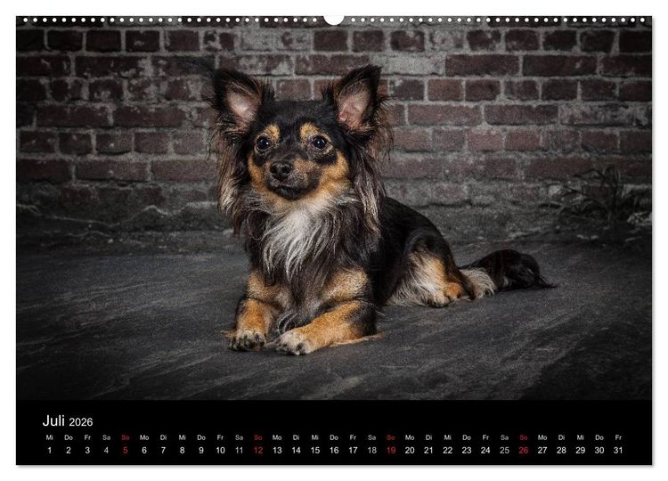 Produktbild: Urban Dogs - Hundekalender der anderen Art (Wandkalender 2026 DIN A2 quer), CALVENDO Monatskalender