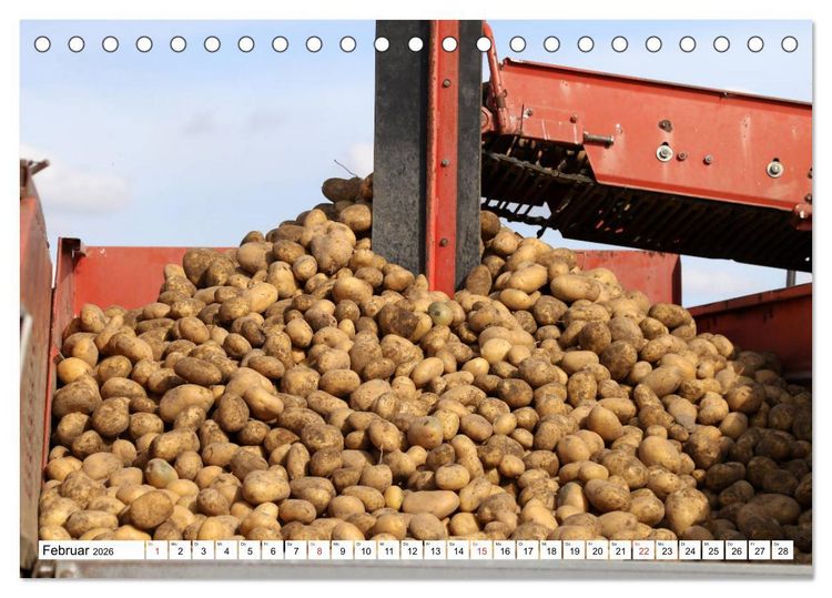 Produktbild: Kartoffel-Ernte - hautnah erleben (Tischkalender 2026 DIN A5 quer), CALVENDO Monatskalender