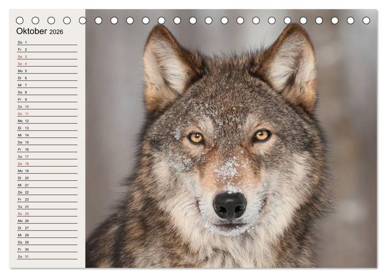 Produktbild: W&ouml;lfe. Verwegene Anmut (Tischkalender 2026 DIN A5 quer), CALVENDO Monatskalender