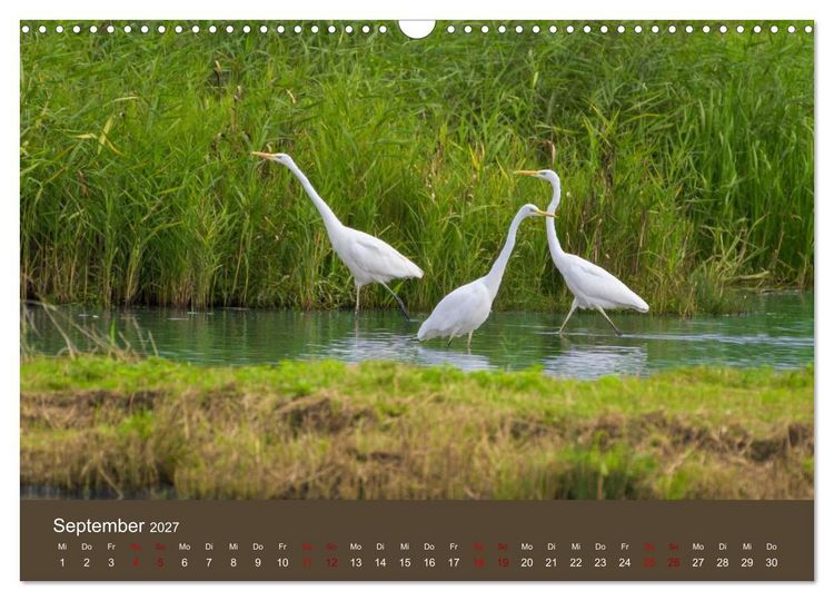Produktbild: Reiher in der Elbmarsch (Wandkalender 2027 DIN A3 quer), CALVENDO Monatskalender